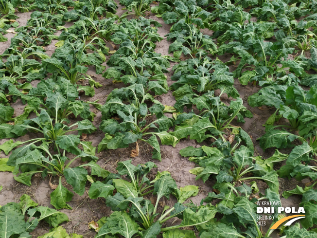 Zdjęcie 2. buraka cukrowego SPECTRA z Maribo Seed na polu demonstracyjnym w Sielinku 04.07.2023