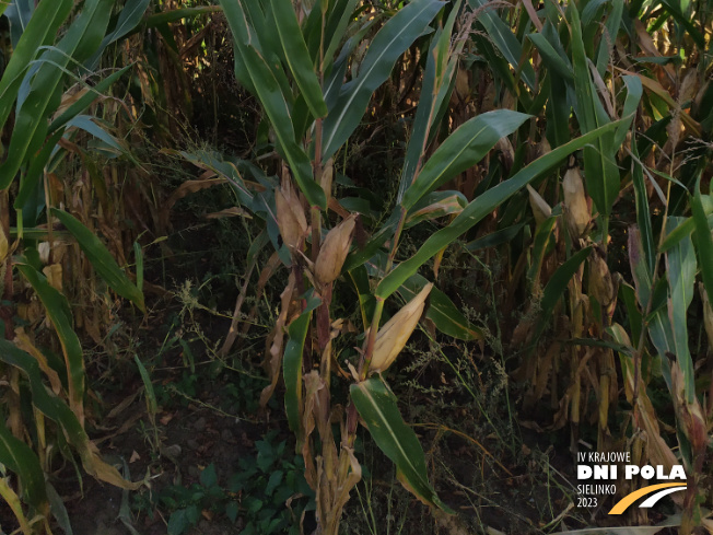 Zdjęcie 3. kukurydzy DKC 4098 z DEKALB na polu demonstracyjnym w Sielinku 17.10.2023
