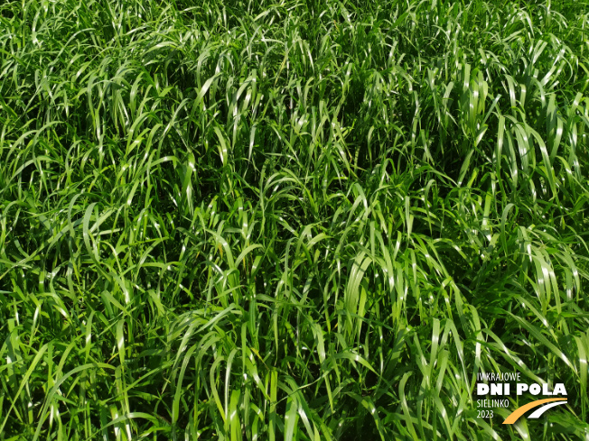 Zdjęcie 3. mieszanki traw PODSIEW z AGRONAS na polu demonstracyjnym w Sielinku 22.05.2023