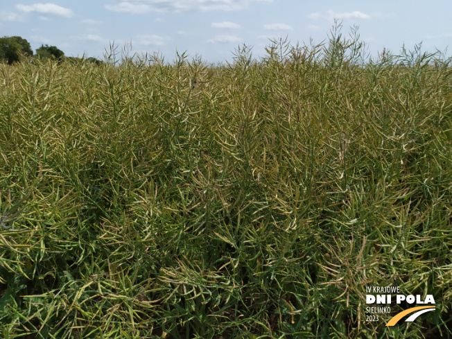 Zdjęcie 2. rzepaku ozimego SY FLORETTA z Syngenta na polu demonstracyjnym w Sielinku 04.07.2023