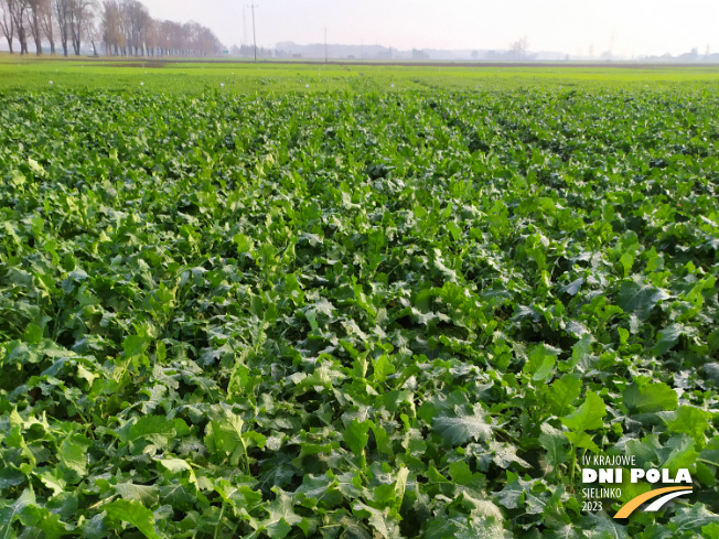 Zdjęcie 1. rzepaku ozimego SY Floretta z Syngenta na polu demonstracyjnym w Sielinku 28.11.2022